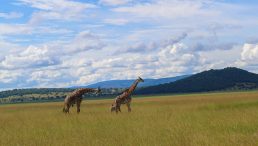 Rwanda Vacation Companies – Rwanda Budget Safari Packages, Rwanda Tours Tor Backpackers