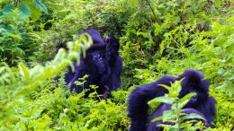 Rwanda Safaris Companies – Gorilla Trekking Safaris Packages, Tour Deals in Rwanda