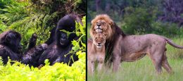 Best Rwanda Safaris Companies – Gorilla Trekking Safaris Rwanda | Budget Safaris Packages in Rwanda