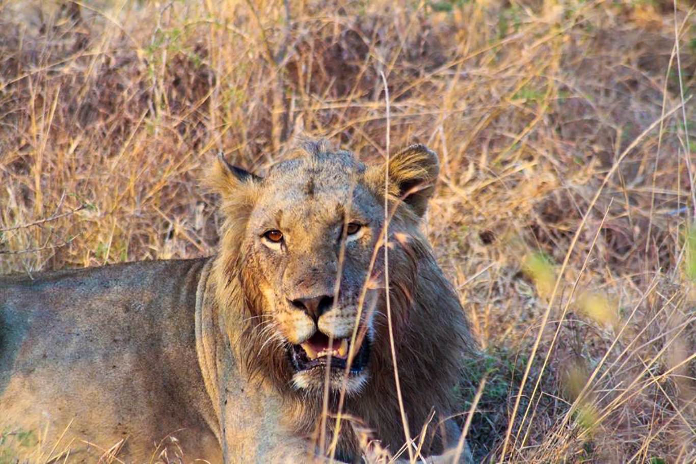 lion akagera national park