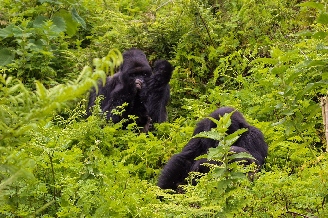 mountain gorilla rwanda 1