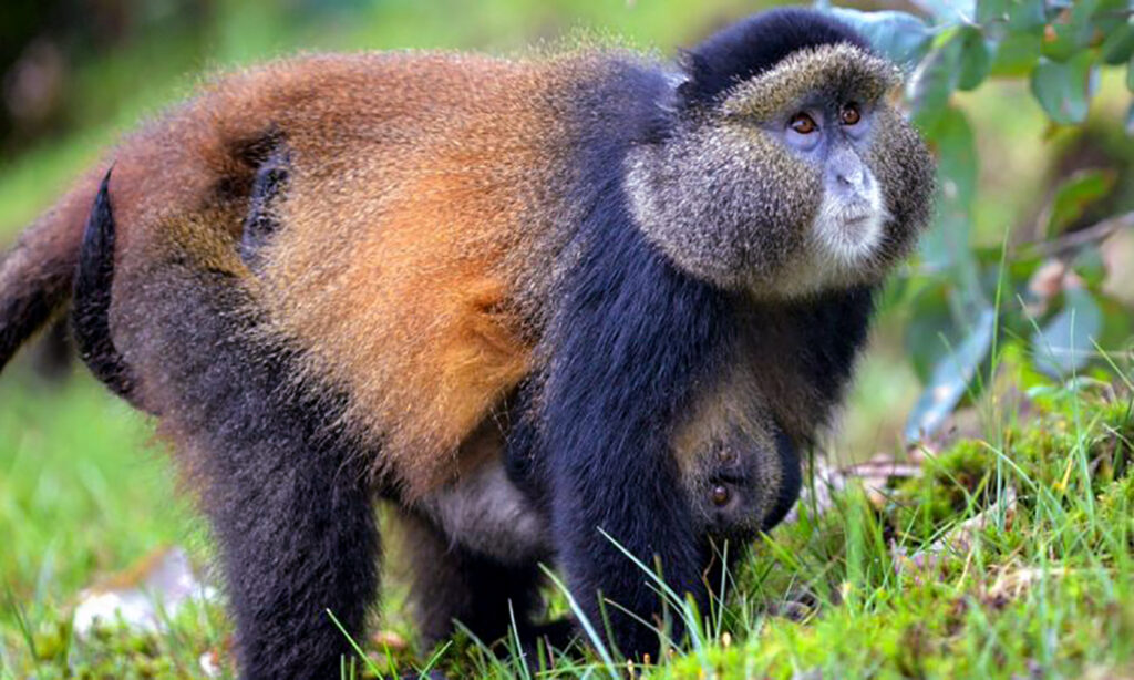 Golden Monkey Rwanda