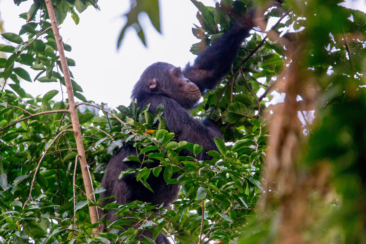 Chimpanzee Rwanda Nyungwe National Park