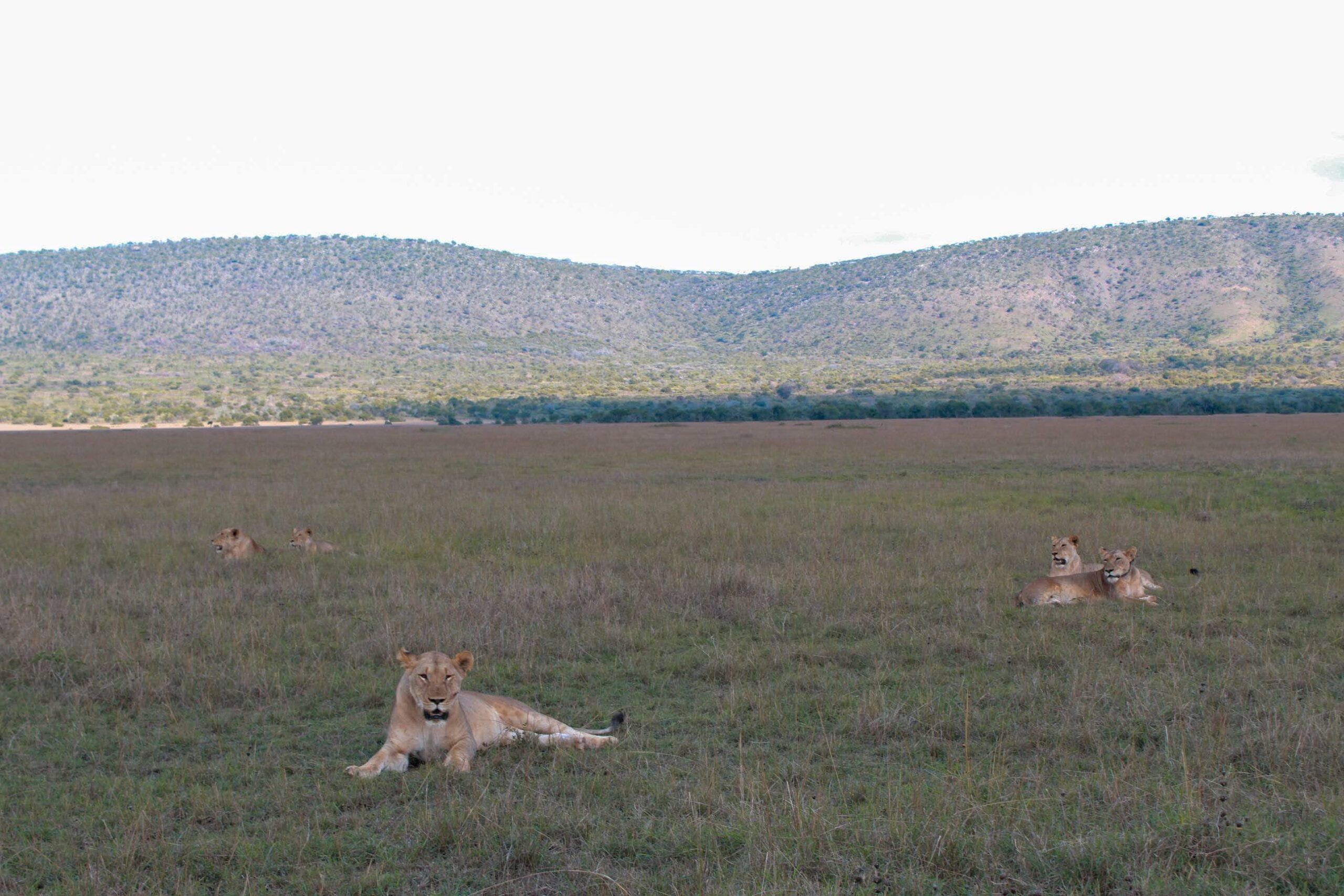 Lions Akagera National Park