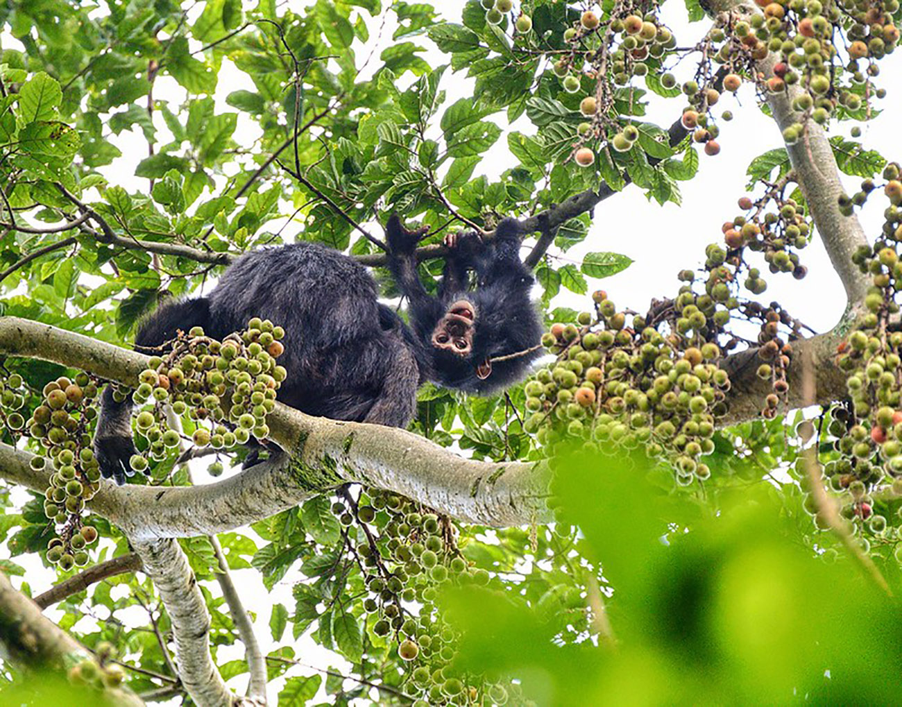 Chimpanzee Nyungwe