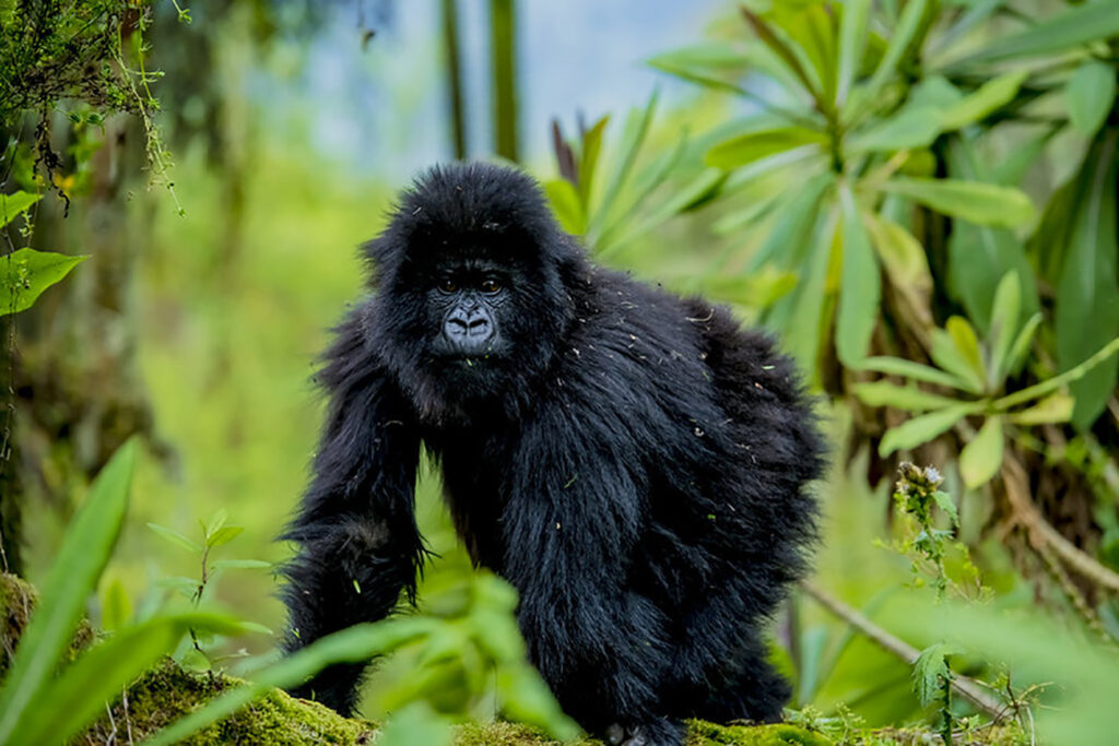 mountain gorilla rwanda