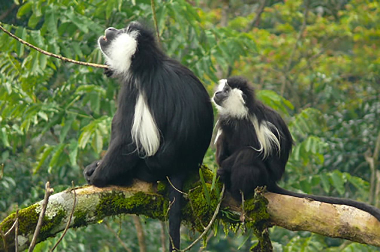 black and white colobus monkeys in nyungwe national park