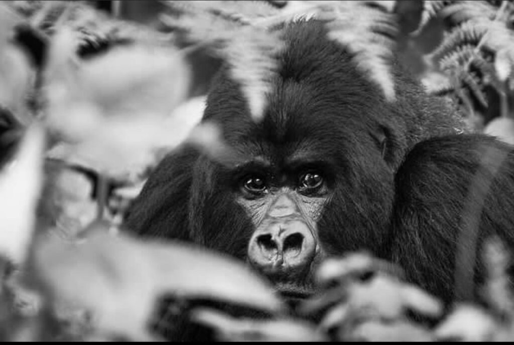Book my trip to Rwanda