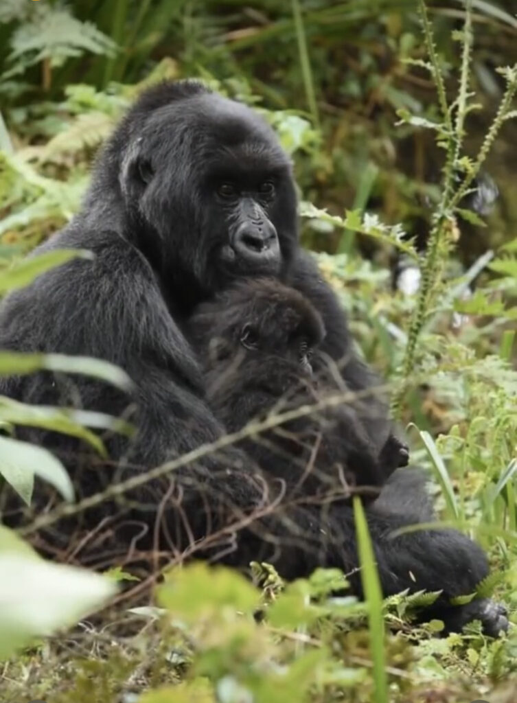Gorilla Naming Ceremony