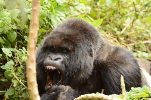 Rwanda Luxury Safaris & Tours with the gorillas.