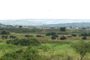 
Rwanda Luxury Safaris & Tours with the wildlife.