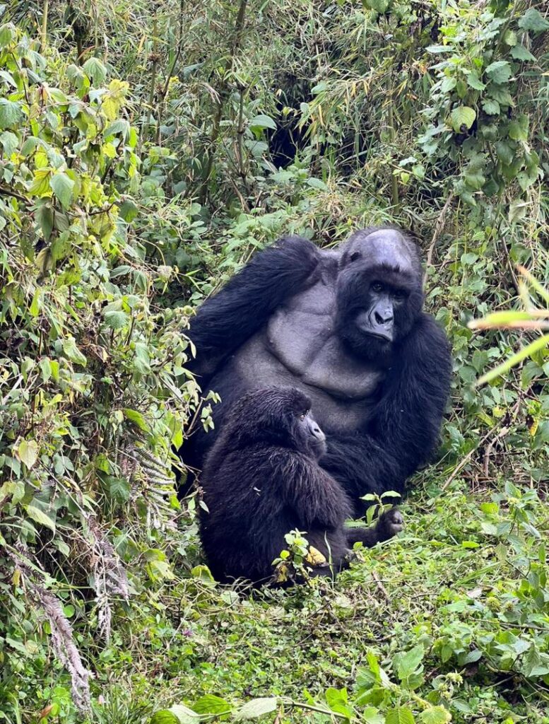Visit Rwanda Special Tour Packages| Hermosa Life Tours and Travel