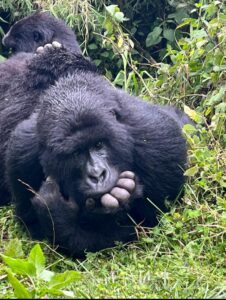 Rwanda Special Tour Packages