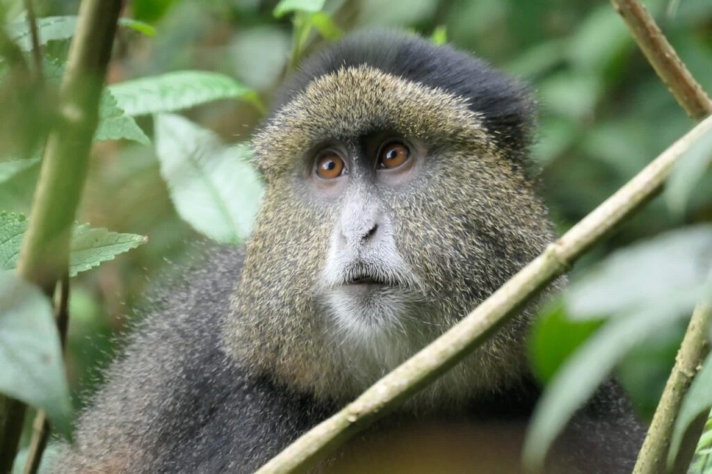 Top Tourist Attractions in Rwanda