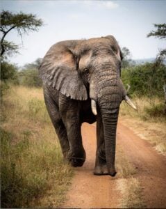 Rwanda Elephants Safaris Tour | Hermosa Life Tours and Travel