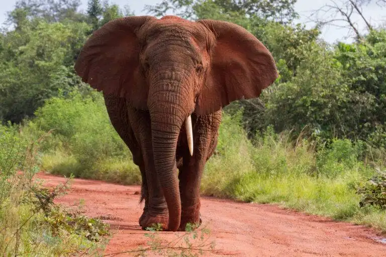 elephant pic 2.jpg