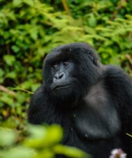 gorilla