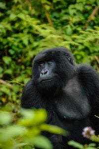 gorilla