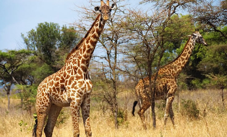giraffes in akagera national park.jpg