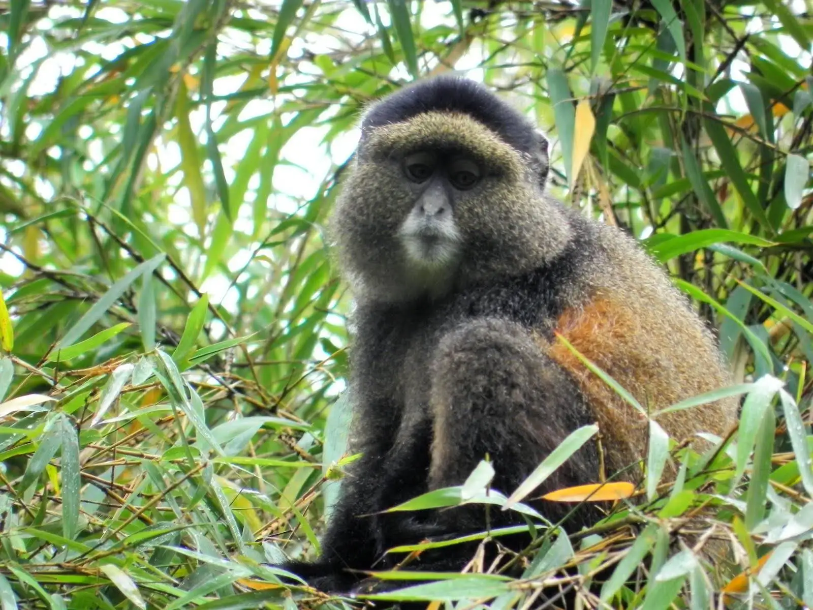 golden monkey.jpg