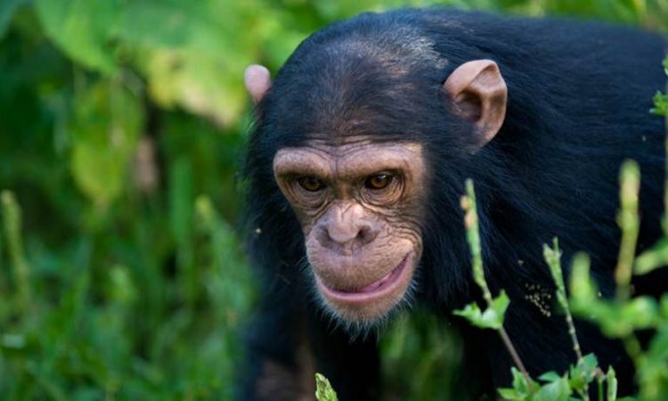 rwanda chimpanzee