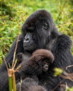 Rwanda Gorilla Safaris Tour | Hermosa Life Tours and Travel