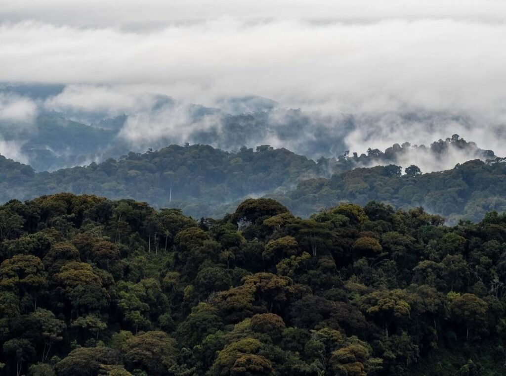 nyungwe national park 1