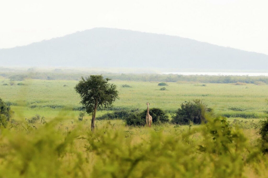 Budget Rwanda Tour Packages| Hermosa Life Tours and Travel