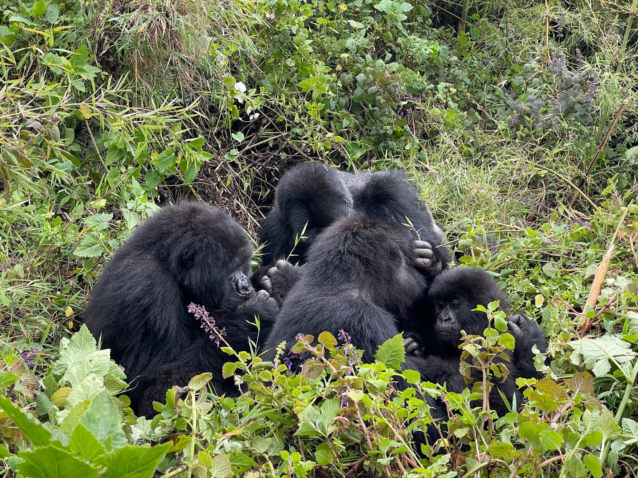 Mountain Gorillas