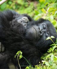 rwanda safari packages