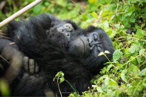 rwanda safari packages