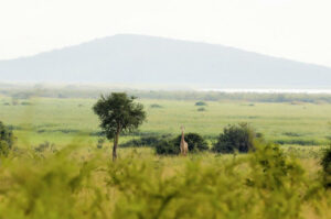 discover rwanda with our unique and special rwanda safaris packages