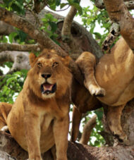 tree climbing lions