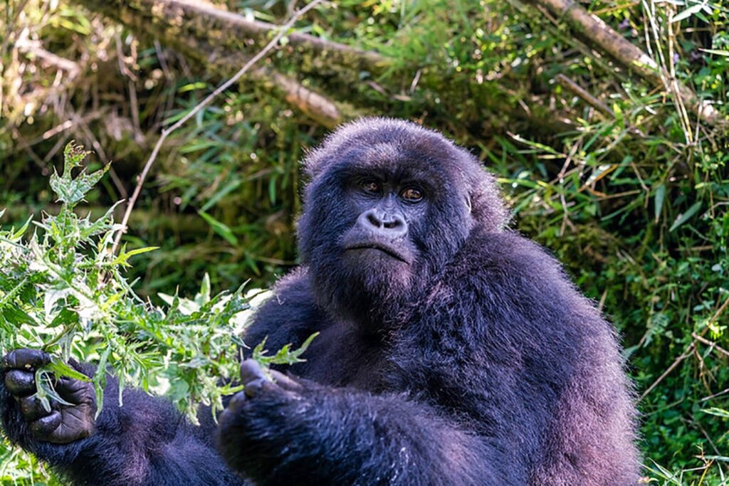 mountain gorilla trekking in rwanda