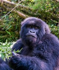 mountain gorilla trekking in rwanda