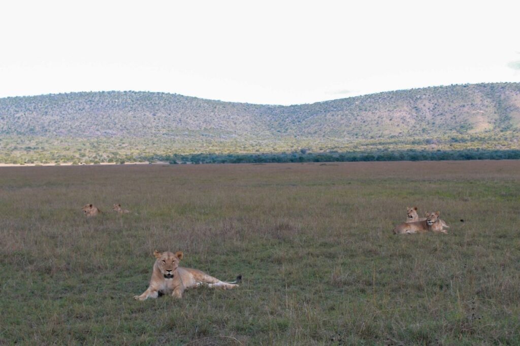 wildlife excursion akagera national park