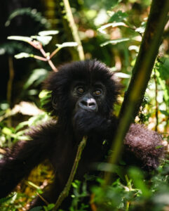 rwanda safari packages