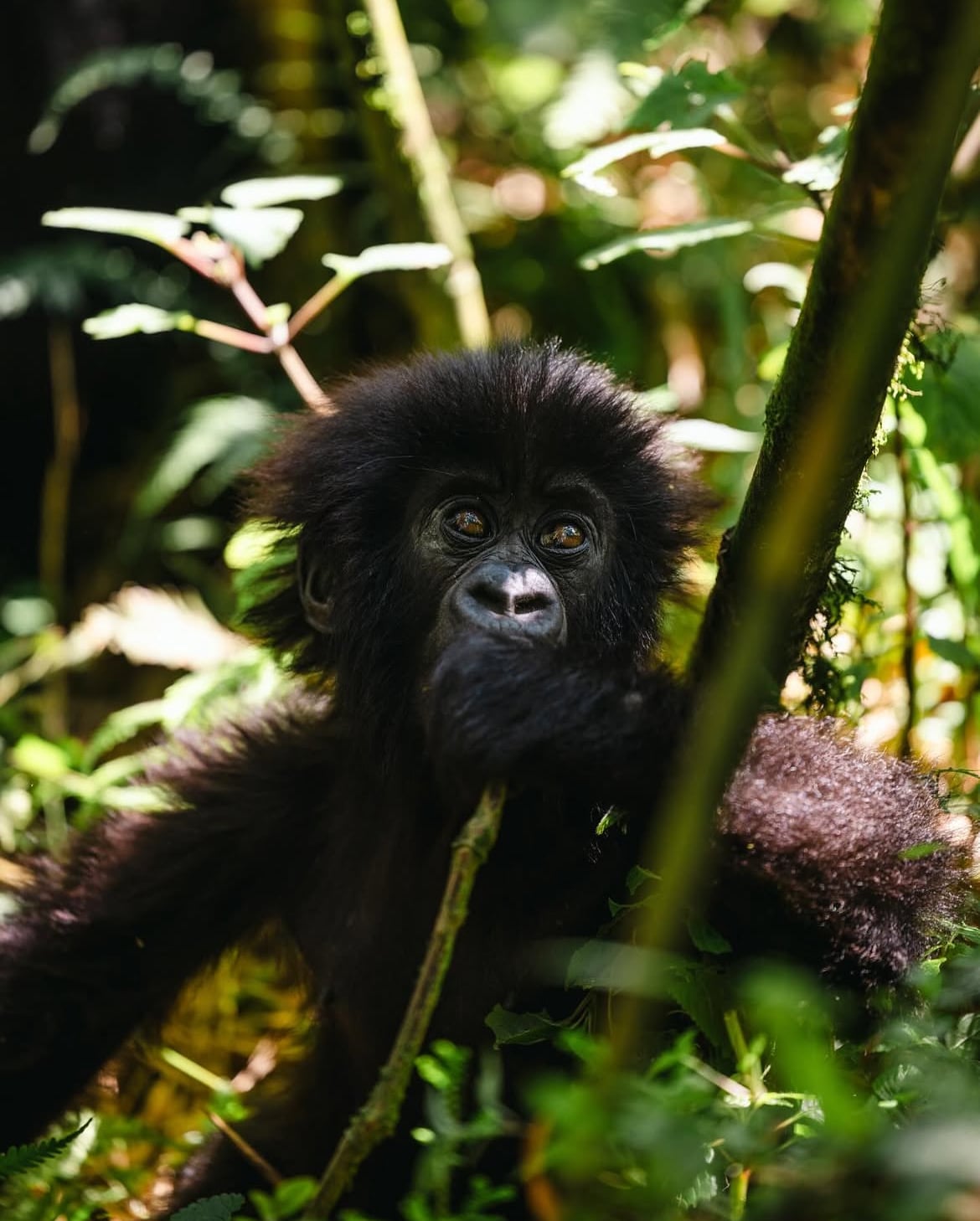 Rwanda Safari Packages with Hermosa Life Tours – Discover the Heart of East Africa