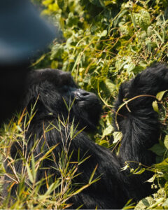 gorilla trekking in rwanda