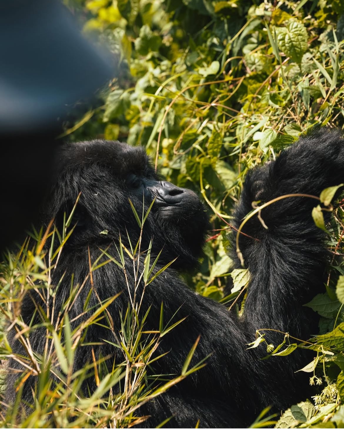 Rwanda Renews Discounted Gorilla Trekking Permits through 2026.