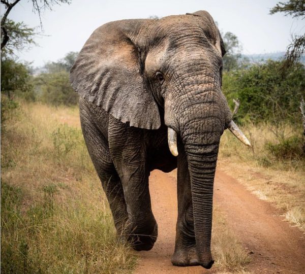 Elephants | Hermosa Life Tours and Travel