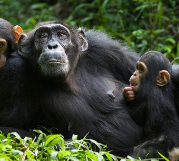 chimpanzees