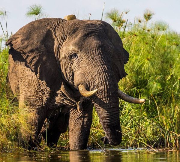 elephant in akagera national park photo by marcus westberg