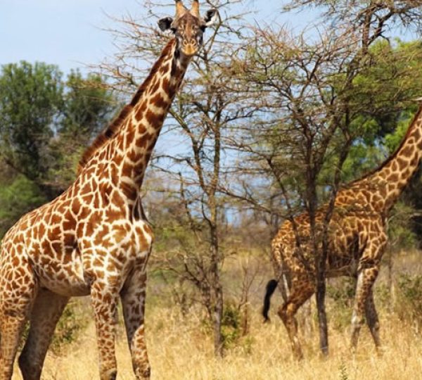 giraffes in akagera national park.jpg