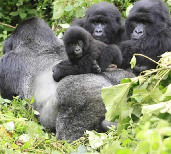 gorilla family
