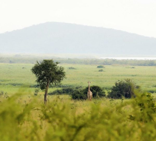 Budget Rwanda Tour Packages| Hermosa Life Tours and Travel