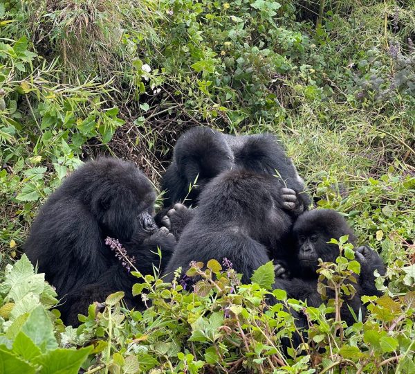 Mountain Gorillas