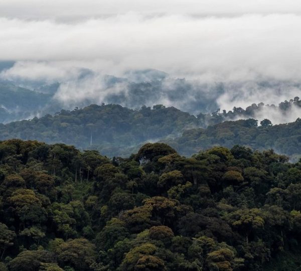 nyungwe national park