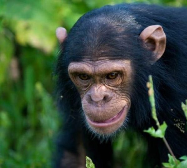 rwanda chimpanzee