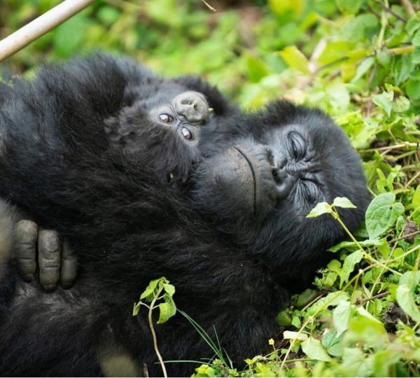 rwanda safari packages